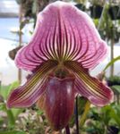 виолетов Интериорни цветове Чехъл Орхидеи тревисто, Paphiopedilum снимка