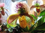 fénykép Papucs Orchideák Lágyszárú Növény leírás