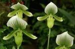 green Indoor Flowers Slipper Orchids herbaceous plant, Paphiopedilum Photo