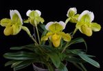 geltonas Vidinis gėlės Šlepetė Orchidėjų žolinis augalas, Paphiopedilum Nuotrauka