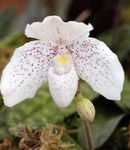 weiß Topfblumen Schuhorchideen grasig, Paphiopedilum Foto