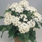 white Pentas, Star Flower, Star Cluster herbaceous plant, Pentas lanceolata Photo