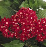 roșu Pentas, Floare Stele, Roi De Stele planta erbacee, Pentas lanceolata fotografie