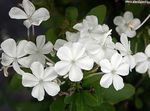 λευκό εσωτερική Λουλούδια Leadworts θάμνοι, Plumbago φωτογραφία