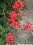 червен Интериорни цветове Leadworts храсти, Plumbago снимка
