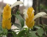 Κίτρινο Φυτό Γαρίδες, Χρυσή Φυτών Γαρίδες, Γλειφιτζούρι Φυτών