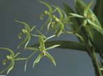 зелен Затворени Цвеће Цоелогине травната, Coelogyne фотографија