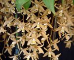 brun Indendørs Blomster Coelogyne urteagtige plante Foto