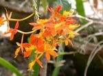 помаранчевий Кімнатні Квіти Епідендрум трав'яниста, Epidendrum Фото
