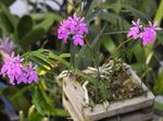 бэзавы Пакаёвыя Кветкі Эпидендрум травяністая, Epidendrum фота