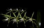 зялёны Пакаёвыя Кветкі Эпидендрум травяністая, Epidendrum фота