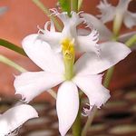 blanc des fleurs en pot Orchidée Boutonnière herbeux, Epidendrum Photo