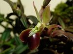 marrom Flores Internas Buttonhole Orchid planta herbácea, Epidendrum foto