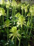 mynd Skógur Lily Herbaceous Planta lýsing