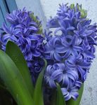 azul claro Flores de salón Jacinto herbáceas, Hyacinthus Foto