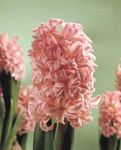 pembe Kapalı çiçek Sümbül otsu bir bitkidir, Hyacinthus fotoğraf