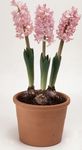 pink Indoor Flowers Hyacinth herbaceous plant, Hyacinthus Photo