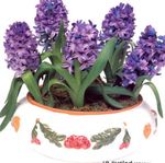 púrpura Flores de salón Jacinto herbáceas, Hyacinthus Foto