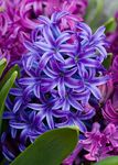 mørkeblå Indendørs Blomster Hyacinth urteagtige plante, Hyacinthus Foto