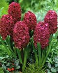 claret Indoor Flowers Hyacinth herbaceous plant, Hyacinthus Photo