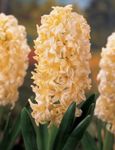 yellow Indoor Flowers Hyacinth herbaceous plant, Hyacinthus Photo
