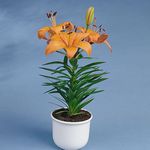 orange Indoor Flowers Lilium herbaceous plant Photo