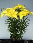 dzeltens Iekštelpu ziedi Lilium zālaugu augs Foto
