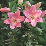 розов Интериорни цветове Lilium тревисто снимка