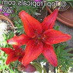 rouge des fleurs en pot Lilium herbeux Photo