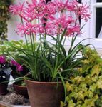 roze Huis Bloemen Guernsey Lelie kruidachtige plant, Nerine foto