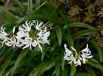 blanco Flores de salón Guernsey Lily herbáceas, Nerine Foto
