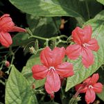 červená Kvetinové Kvety Opice Rastlina, Červený Ruellia ampelny fotografie
