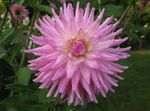 pink Indoor Flowers Dahlia herbaceous plant Photo