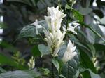 blanc des fleurs en pot Bougies Blanches, Whitefieldia, Withfieldia, Whitefeldia des arbustes, Whitfieldia Photo