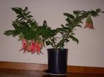 rouge des fleurs en pot Pince De Homard, Bec De Perroquet herbeux, Clianthus Photo