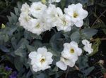 bianco I fiori domestici Texas Campanula, Lisianthus, Genziana Tulipano erbacee, Lisianthus (Eustoma) foto