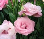 roosa Sise Lilled Texas Kelluke, Lisianthus, Tulbi Emajuur rohttaim, Lisianthus (Eustoma) Foto