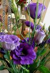 bleu des fleurs en pot Texas Jacinthe Des Bois, Lisianthus, Gentiane De Tulipes herbeux, Lisianthus (Eustoma) Photo