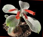 κόκκινος εσωτερική Λουλούδια Rechsteineria ποώδη φωτογραφία