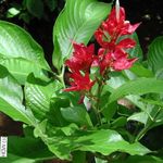 rdeča Sobne Cvetje Sanchezia, Požarne Prsti travnate fotografija