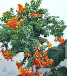 orange Topfblumen Marmalade Bush, Orange Browallia, Firebush bäume, Streptosolen Foto