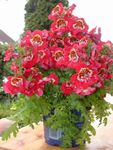 czerwony Pokojowe Kwiaty Schizanthus trawiaste zdjęcie
