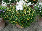 żółty Pokojowe Kwiaty Thoren ampelnye, Torenia zdjęcie