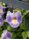 lilac Wishbone flower, Ladys slipper, Blue wing hanging plant, Torenia Photo