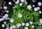 modrá Kvetinové Kvety Blue Daisy trávovitý, Felicia amelloides fotografie