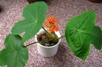 rouge des fleurs en pot Peregrina, Usine De La Goutte, La Rhubarbe Guatémaltèque herbeux, Jatropha Photo