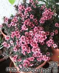 rosa Topfblumen Neuseeland Teebaum sträucher, Leptospermum Foto
