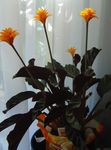 orange des fleurs en pot Calathea, Usine De Zèbre, Usine De Paon herbeux Photo