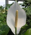 bílá Pokojové Květiny Mír Lily bylinné, Spathiphyllum fotografie
