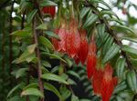 raudonas Vidinis gėlės Agapetes kabo augalų Nuotrauka